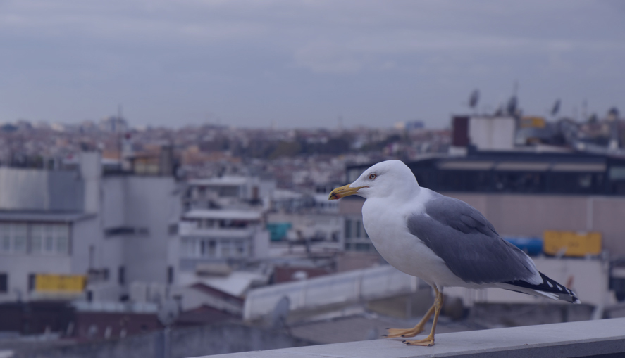 Турция